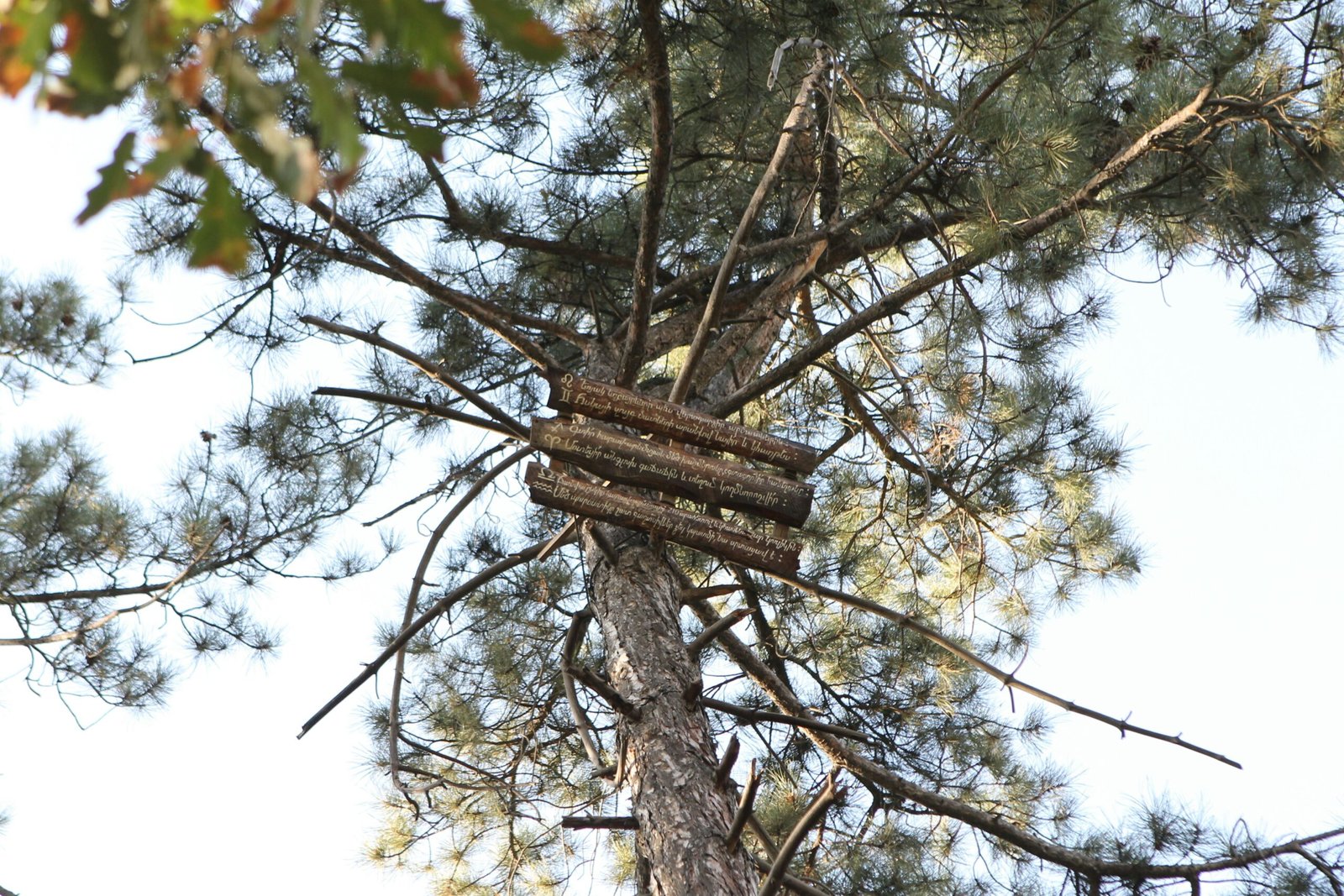 a birdhouse in a tree