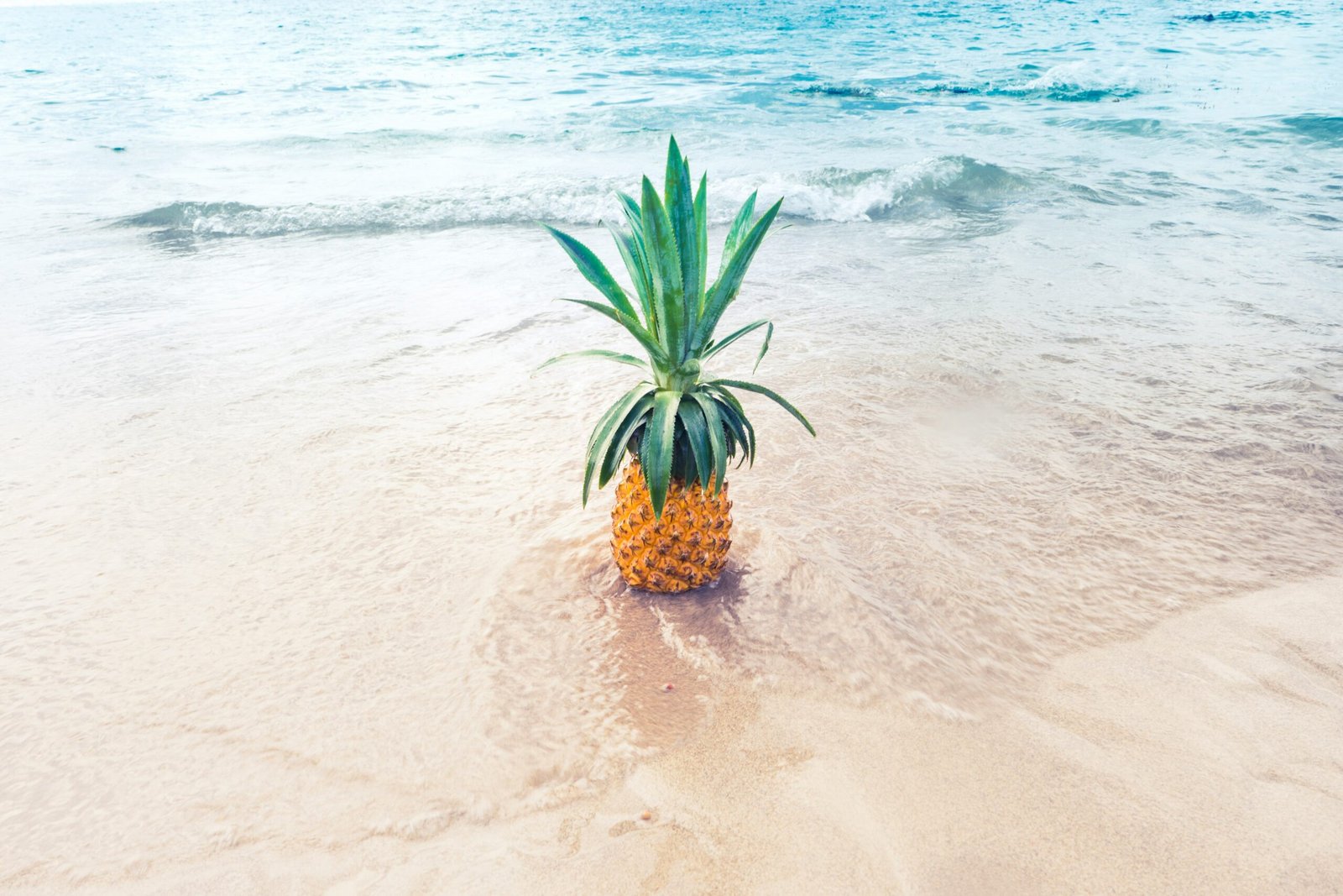 pineapple fruit on beach shore during daytime